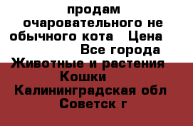 продам очаровательного не обычного кота › Цена ­ 7 000 000 - Все города Животные и растения » Кошки   . Калининградская обл.,Советск г.